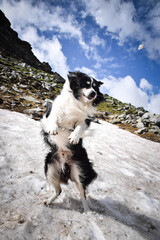 Portrait of border collie is catching snow in austria nature. He is waiting on stone.
