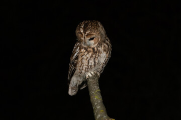 Tawny owl (Strix aluco) photographed at night