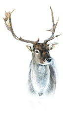 Fallow deer (Dama dama), with beautiful white coloured background. Amazing  mammal with brown hair in the snow. Wildlife scene from nature, Czech Republic