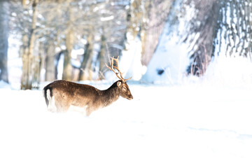 Fallow deer (Dama dama), with beautiful white coloured background. Amazing  mammal with brown hair...