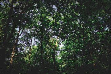 Forest background,Misty Old Forest in the evening.