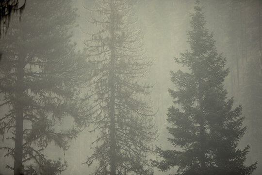 Pine trees in the mist, Nez Perce National Forest, Idaho
