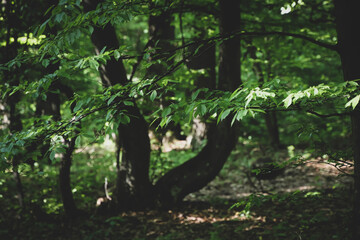 Fototapeta premium Beautiful close up of a forked tree in the forest
