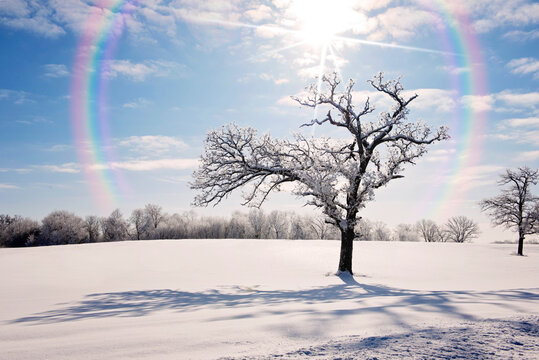 Beautiful Snow Covered Tree with Rainbow on Winter Morning in MN - Powered by Adobe