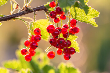 red currant bush