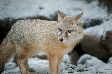 red fox portrait