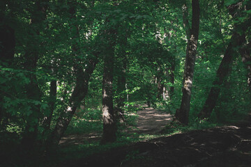 Beautiful dark photo of the trees from the forest and a path in the forest.