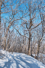 Alley in the town snow-covered park. Lechebniy or Therapeutic Park in Zheleznovodsk, Russia