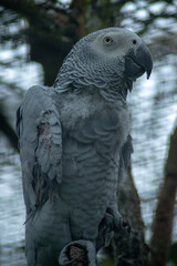 african grey parrot