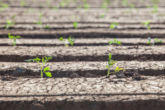 Tomato seedling recently planted