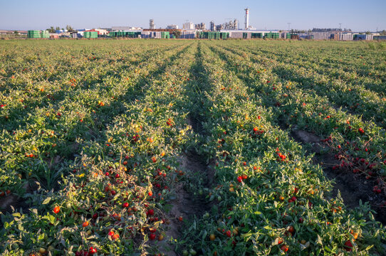 Tomatoes plantation furrows with tomato factory at bottom