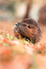 Coypu or Nutria (Myocastor coypus), with beautiful blue coloured background. Colorful water mammal with brown hair sitting near the river. Wildlife scene from nature, Czech Republic