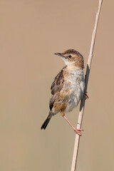 Zitting cisticola or streaked fantail warbler (Cisticola juncidis), a beautiful songbird singing and sitting on a reed in the early morning, Istria, Croatia