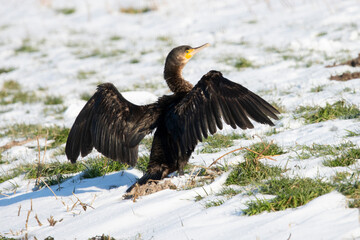 Great Cormorant drying in the snow on an frosty day