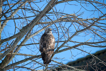 Common Buzzard sitting and waiting for prey.
