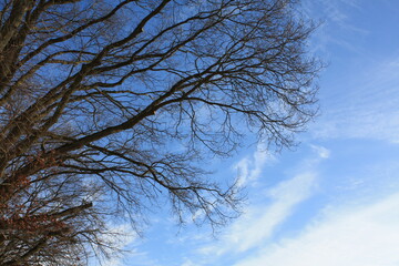 no leaves on trees and corona sky