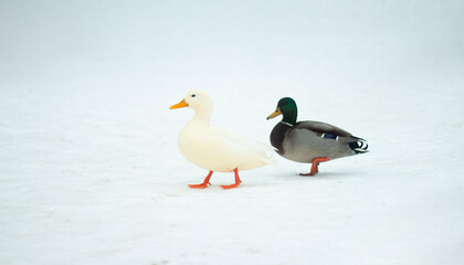 white duck