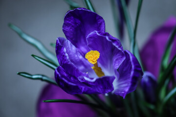 Purple crocus with yellow center 