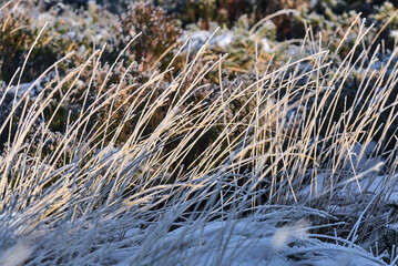 Beautiful natural patterned winter background of frozen tall grass and gorse plant in Dublin and Wicklow mountains, Ireland. Unusual Irish winter