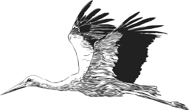 Wei&szlig;storch. Vektorgrafik einfarbig
