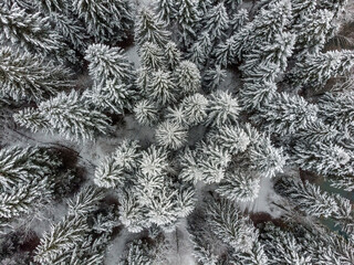 snow covered branches of pine
