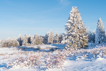 Neige recouvrant des sapins en montagne