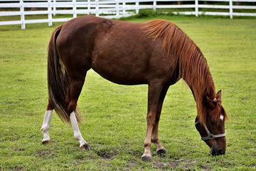 Obraz premium two horses grazing