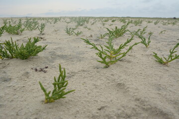 beach vegetation