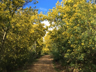Chemin traversant une forêt de mimosas jaunes
