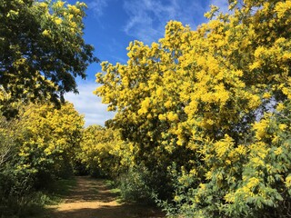 Chemin à travers une forêt de mimosas de couleur jaune