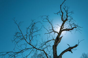Silhouette of a tree without leaves with the sun behind one of its branches