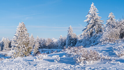 Arbre enneigés dans une station de ski