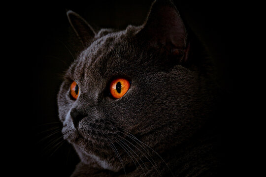 Close-up of cat looking away against black background