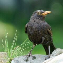 Blackbird (Turdus merula), male stands on stone with grass by the bird's waterhole. Czechia. Europe. 