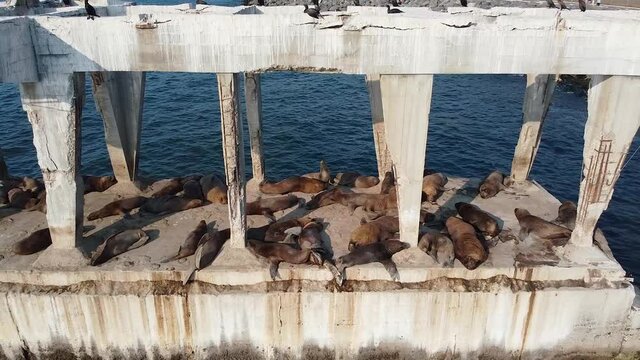 Sea lions sleeping and taking sun bathing on old damaged bridge part in water like island near city port. Aerial drone view of sea lions in wildlife. Pacific ocean. Valparaiso, Chile
