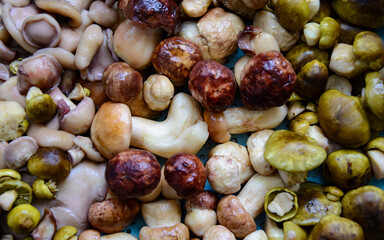 Fresh porcini mushrooms collected in the forest for cooking.