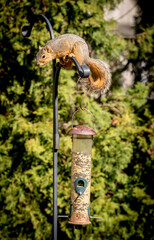 Squirl calculates up to get into a bird feeder
