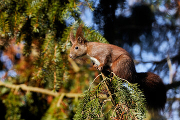 eichhörnchen
