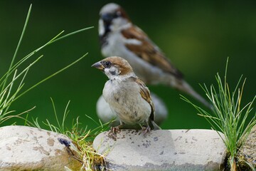 Tree sparrow on stone with grass by the bird's waterhole. House sparrow, male in the background. Czechia. Europe.