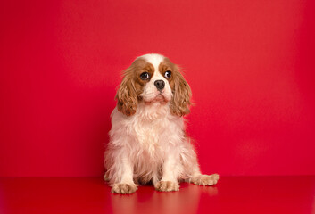 Portrait of cute cavalier spaniel is sitting on the red  background