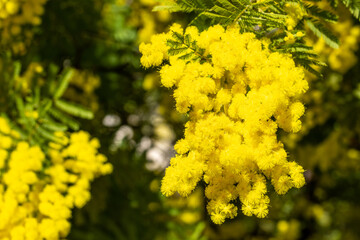 Yellow flowers on a branch of mimosa on a sunny day