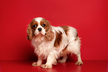 Portrait of cute cavalier spaniel is sitting on the red  background