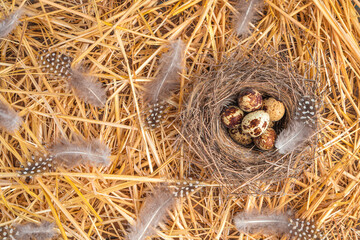 Nest with eggs on straw. Quail eggs in a nest with feathers.
