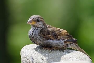 Young sparrow sitting on the stone. Czechia. Europe.