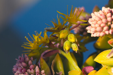 Detail of succulent plants with yellow flowers with long stamens and other small pink ones