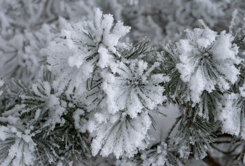 snow and ice covered pine tree