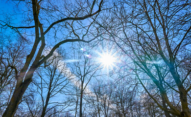 Obraz premium Refracting the sunlight between the branches of the trees