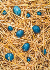 Fototapeta na wymiar Abstract Easter background. The blue eggs are scattered in the yellow straw. Top view, vertical.