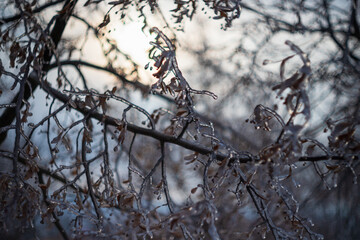 Tree branches covered with ice and frozen in winter. In the background is a beautiful sky with nice bokeh.