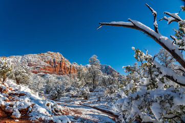 Trees Covered by Snow in the Sandstone od Sedona